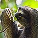 BucketList + Go To The Sloth Sanctuary ... = ✓