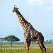 BucketList + Visit Tanzania = ✓