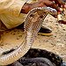 BucketList + Own A Pet Snake = ✓