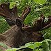 BucketList + See A Moose In The ... = ✓