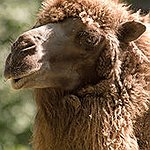 BucketList + Go Camel Riding Around The ... = ✓