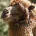 BucketList + Go Camel Riding Around The ... = ✓