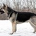 BucketList + Own Another German Shepherd Dog. = ✓