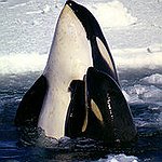 BucketList + Swim With Killer Whales = ✓
