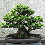 BucketList + Grow A Bonzai Tree = ✓