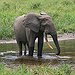 BucketList + Swim With Elephants = ✓