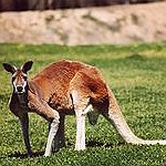 BucketList + Feed A Kangaroo = ✓