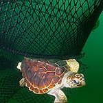 BucketList + See Turtles Hatch = ✓