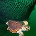 BucketList + See Turtles Hatch = ✓