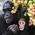 BucketList + Hug A Monkey = ✓