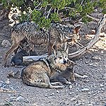 BucketList + Visit A Wolf Sanctuary. = ✓