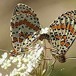 BucketList + See The Monarch Butterfly Migration = ✓