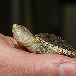 BucketList + Own A Turtle. = ✓