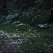 BucketList + See Fireflies In Person = ✓