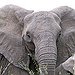 BucketList + Touch An Elephant = ✓