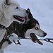 BucketList + Dog Sled Across The Arctic = ✓