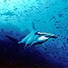 BucketList + Dive With Hammerhead Sharks = ✓