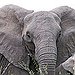 BucketList + Meet An Elephant = ✓