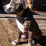 BucketList + Adopt A Pit Bull = ✓