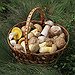 BucketList + Hunt For Wild Mushrooms = ✓