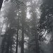 BucketList + Visit The Redwood Forest In ... = ✓