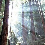 BucketList + Visit Redwood Forest = ✓