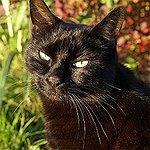 BucketList + Adopt A Black Cat = ✓