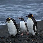 BucketList + Feed A Penguin = ✓