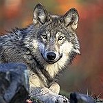 BucketList + Play With Wolves. = ✓