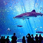 BucketList + See A Shark Up Close. = ✓