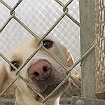 BucketList + Volunteer At A Dog Shelter = ✓