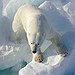 BucketList + See A Polar Bear = ✓