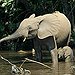 BucketList + See African Elephants In The ... = ✓