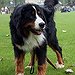 BucketList + Have A Bernese Mountain Dog = ✓