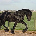 BucketList + Have A Friesian Horse = ✓