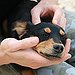 BucketList + Have A Dog = ✓