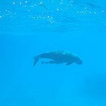 BucketList + Swim With A Dugong = ✓