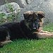 BucketList + Adopt A Dog = ✓