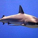 BucketList + Swim With Sharks = ✓