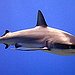 BucketList + Swim With Sharks = ✓