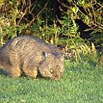 BucketList + See A Real Wombat = ✓