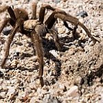 BucketList + Hold A Tarantula = ✓