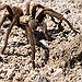 BucketList + Hold A Tarantula = ✓