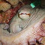 BucketList + Meet An Octopus = ✓
