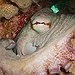 BucketList + Meet An Octopus = ✓