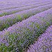 BucketList + See The Lavender Fields In ... = ✓