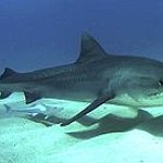 BucketList + Do A Shark Feed Dive ... = ✓