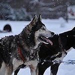 BucketList + Own A Husky = ✓