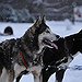 BucketList + Own A Husky = ✓