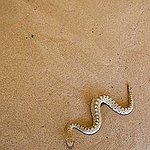 BucketList + Handle A Snake = ✓